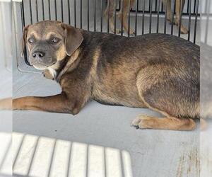 Puggle Dogs for adoption in Houston, TX, USA