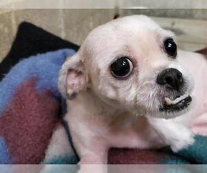 Malti-pug Dogs for adoption in Ojai, CA, USA