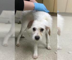 Maltese Dogs for adoption in Riverside, CA, USA