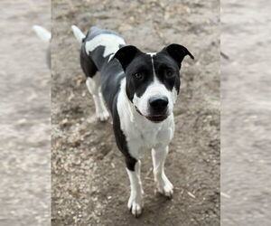 Mutt Dogs for adoption in Riverside, CA, USA