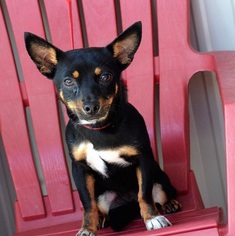 Chihuahua-Unknown Mix Dogs for adoption in New Iberia, LA, USA