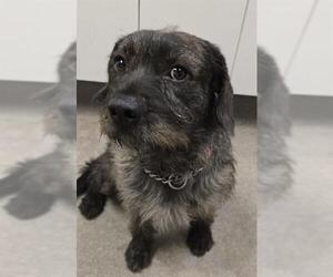 Mutt Dogs for adoption in HESPERIA, CA, USA