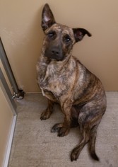 Mutt Dogs for adoption in Clearlake, CA, USA