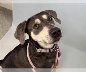 Labrador Retriever-Unknown Mix Dogs for adoption in Fort Collins, CO, USA
