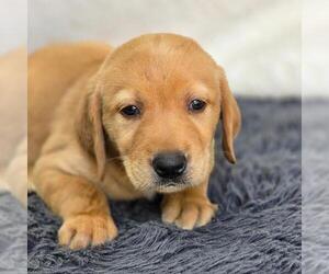 Labrador Retriever Dogs for adoption in San Diego, CA, USA