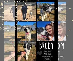 Great Pyrenees-Unknown Mix Dogs for adoption in Woodbury, NY, USA