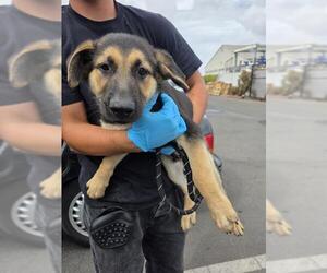 German Shepherd Dog Dogs for adoption in Alameda, CA, USA