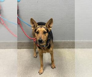 German Shepherd Dog-Unknown Mix Dogs for adoption in Las Vegas, NV, USA