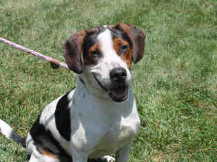 Treeing Walker Coonhound Dogs for adoption in Charlotte, NC, USA