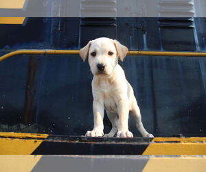 Labrador Retriever-Unknown Mix Dogs for adoption in New London, WI, USA