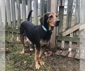 Black and Tan Coonhound Dogs for adoption in Mechanicsburg, PA, USA