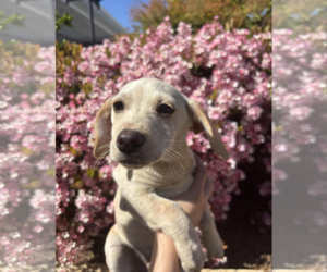 Chiweenie Dogs for adoption in Fresno, CA, USA