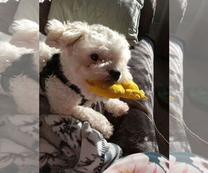 Medium Photo #2 Bichon Frise Puppy For Sale in Sioux Falls, SD, USA