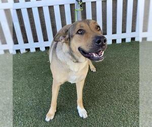 German Shepherd Dog Dogs for adoption in Modesto, CA, USA