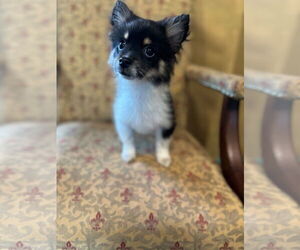 Pomeranian-Unknown Mix Dogs for adoption in Pacolet, SC, USA