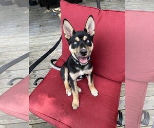 Siberian Husky-Unknown Mix Dogs for adoption in Cumming, GA, USA