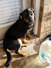 Shollie Dogs for adoption in Rosenberg, TX, USA