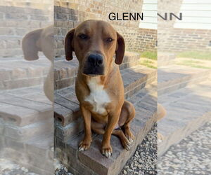 Mutt Dogs for adoption in Woodbury, NY, USA