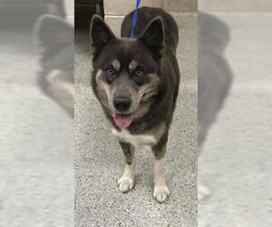 Siberian Husky Dogs for adoption in Conroe, TX, USA