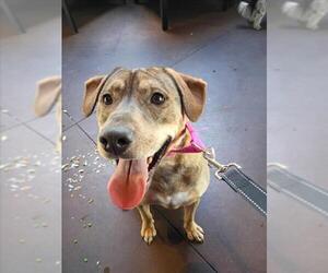 German Shepherd Dog-Unknown Mix Dogs for adoption in Las Vegas, NV, USA