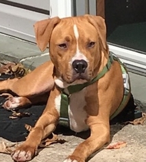 Bullboxer Pit Dogs for adoption in Catasauqua, PA, USA