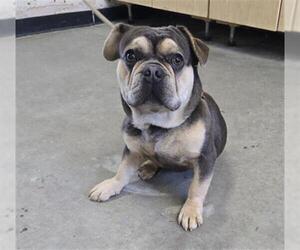 French Bulldog Dogs for adoption in Camarillo, CA, USA