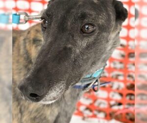 Greyhound Dogs for adoption in Grandville, MI, USA
