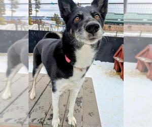 Siberian Husky Dogs for adoption in Frisco, CO, USA