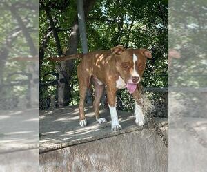 American Staffordshire Terrier Dogs for adoption in San Antonio, TX, USA