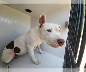 Staffordshire Bull Terrier-Unknown Mix Dogs for adoption in Houston, TX, USA
