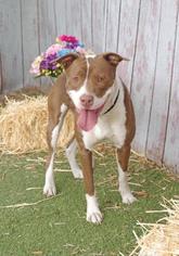 Bullypit Dogs for adoption in Inverness, FL, USA