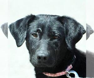 Borador Dogs for adoption in Huntley, IL, USA