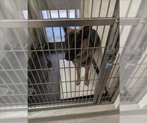 German Shepherd Dog Dogs for adoption in Upland, CA, USA