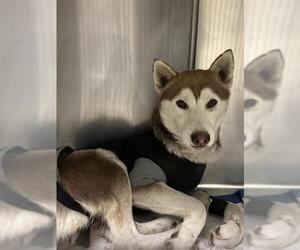 Siberian Husky Dogs for adoption in Riverside, CA, USA