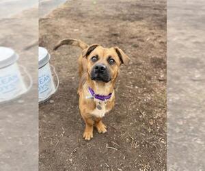 Medium Photo #1 Black Mouth Cur-Pembroke Welsh Corgi Mix Puppy For Sale in Aurora, CO, USA