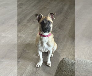 Chug Dogs for adoption in Polson, MT, USA