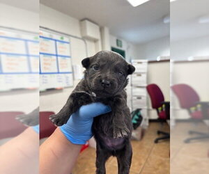Mutt Dogs for adoption in San Bernardino, CA, USA