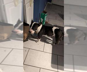 Bull Terrier-Unknown Mix Dogs for adoption in San Antonio, TX, USA