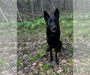 Mutt Dogs for adoption in Aurora, IN, USA