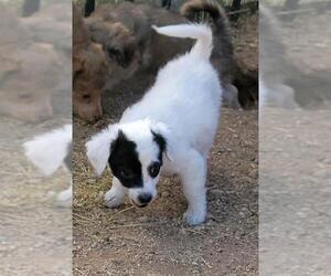 Dachshund-Spaniel Mix Dogs for adoption in Tucson, AZ, USA