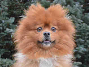 Medium Photo #1 Pomeranian Puppy For Sale in Pittsburgh, PA, USA