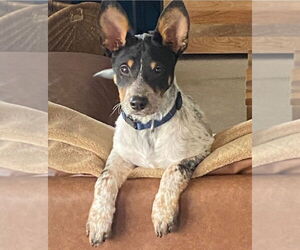 Mutt Dogs for adoption in Lakewood, CO, USA