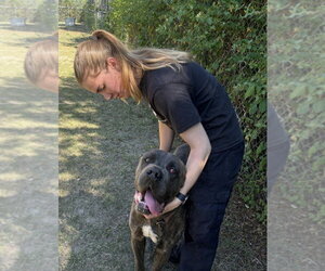 Mastiff Dogs for adoption in Glen Allen, VA, USA