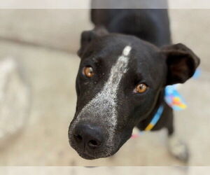 Pointer-Unknown Mix Dogs for adoption in Tulsa, OK, USA