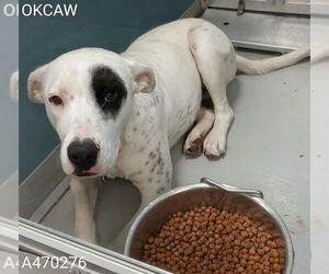 Mutt Dogs for adoption in Oklahoma City, OK, USA