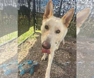 German Shepherd Dog-Unknown Mix Dogs for adoption in Abbeville, LA, USA