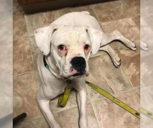 Boxer Dogs for adoption in Wadena, MN, USA