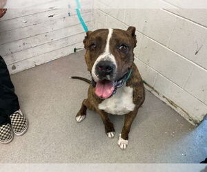 Mutt Dogs for adoption in San Bernardino, CA, USA