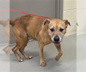 Mutt Dogs for adoption in Sanford, FL, USA