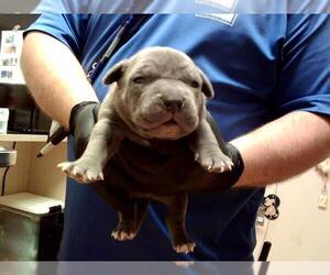 American Pit Bull Terrier Dogs for adoption in Martinez, CA, USA